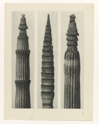 Plant Study by Karl Blossfeldt