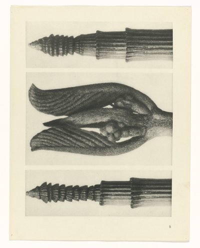 Plant Study (Urformen der Kunst series) by Karl Blossfeldt