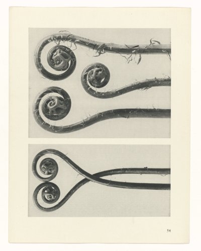 Plant Study (Urformen der Kunst series) by Karl Blossfeldt