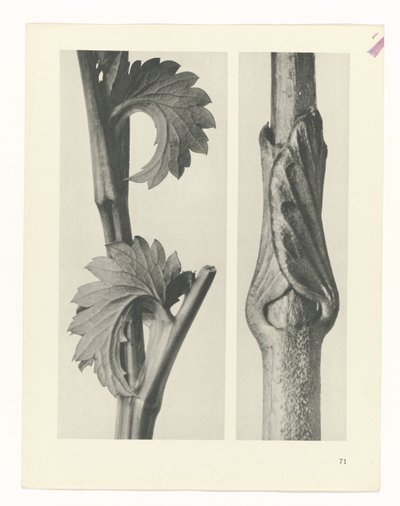 Plant Study (Urformen der Kunst series) by Karl Blossfeldt