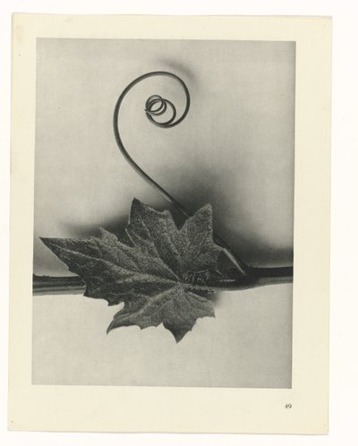 Plant Study (Urformen der Kunst series) by Karl Blossfeldt