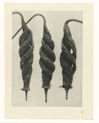 Plant Study (Urformen der Kunst series) by Karl Blossfeldt