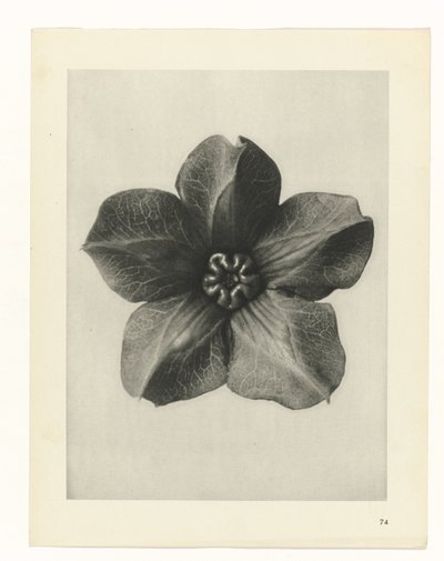 Plant Study (Urformen der Kunst series) by Karl Blossfeldt