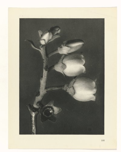 Plant Study (series title: Urformen der Kunst) by Karl Blossfeldt