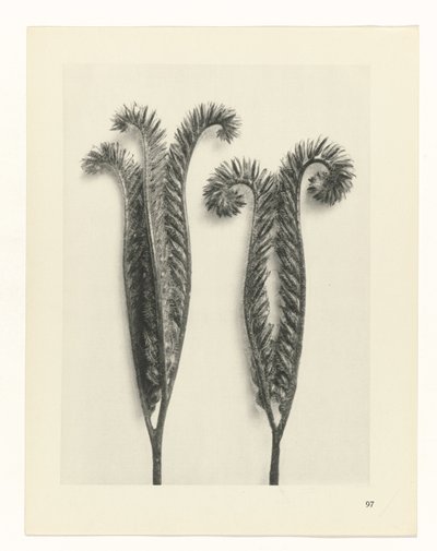 Plant Study (series title: Urformen der Kunst) by Karl Blossfeldt