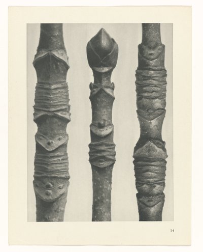 Plant Study (series title: Urformen der Kunst) by Karl Blossfeldt