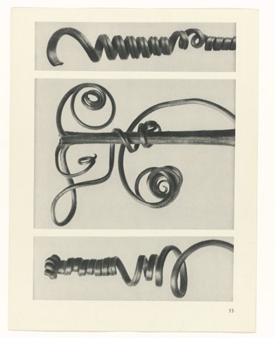 Plant Study (series title: Urformen der Kunst) by Karl Blossfeldt