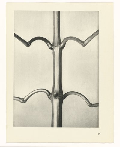 Plant Study (series title: Urformen der Kunst) by Karl Blossfeldt