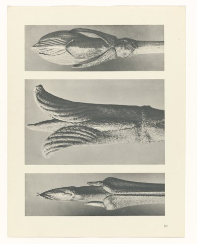 Plant Study (series title) by Karl Blossfeldt