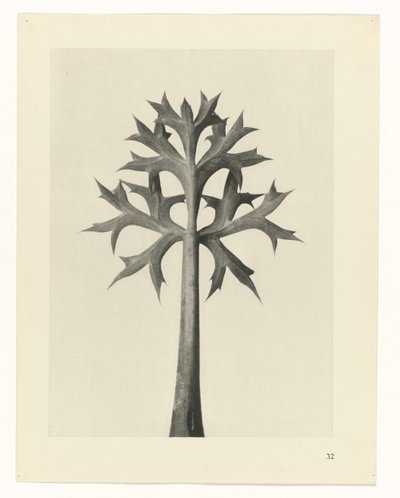 Plant Study (series title) by Karl Blossfeldt