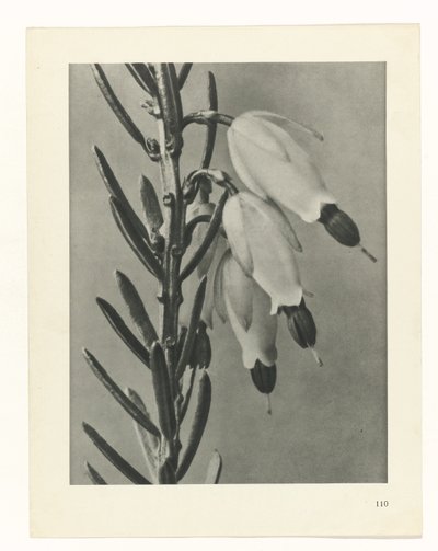 Plant Study (series title) by Karl Blossfeldt