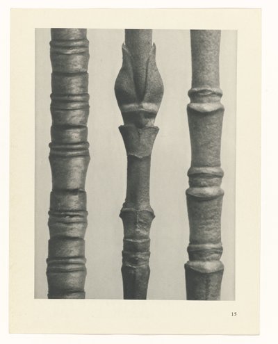 Plant Study (series title) by Karl Blossfeldt