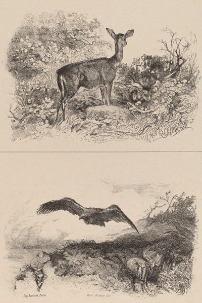 Deer, Eagle by Karl Bodmer