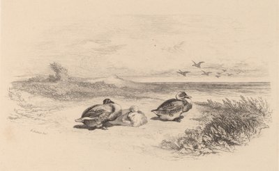 Wild Ducks by Karl Bodmer