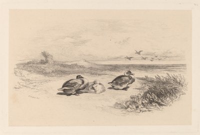 Wild Ducks by Karl Bodmer