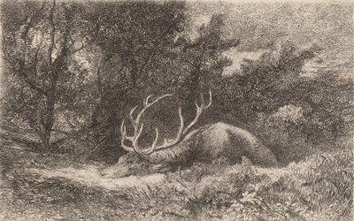 Resting Deer by Karl Bodmer