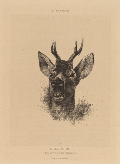 Chevreuil by Karl Bodmer