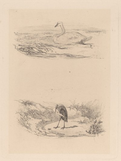Swan, Heron by Karl Bodmer
