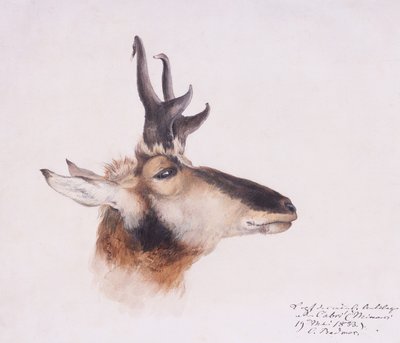 Head of an Antelope by Karl Bodmer