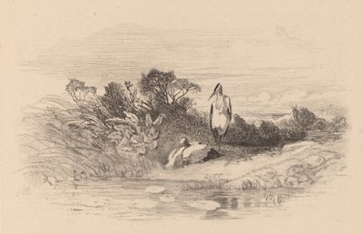 Herons by Karl Bodmer
