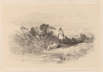 Herons by Karl Bodmer