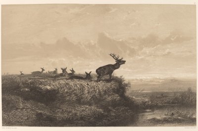 The Morning. Deer and Does by Karl Bodmer