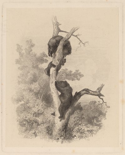 The Bears by Karl Bodmer