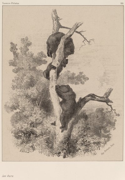 The Bears by Karl Bodmer