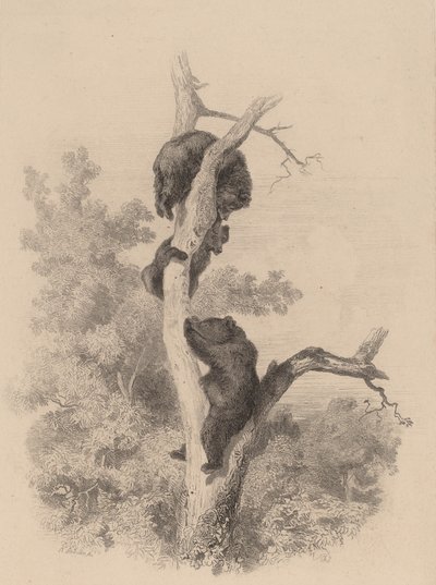 The Bears by Karl Bodmer