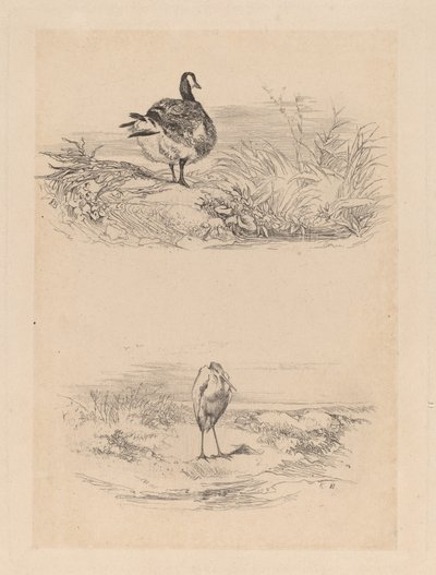 Goose, Heron by Karl Bodmer