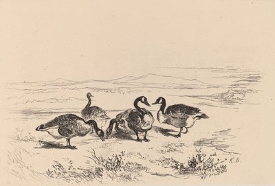 Barnacle Geese by Karl Bodmer
