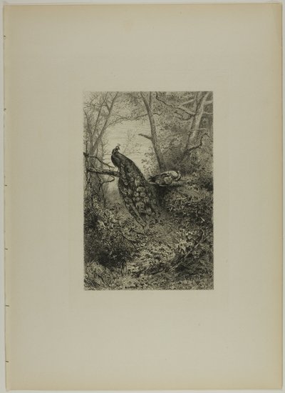 Peacocks on a Bough by Karl Bodmer