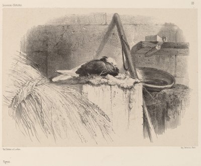 Pigeon by Karl Bodmer