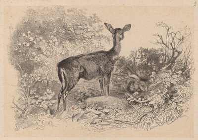 A Doe by Karl Bodmer