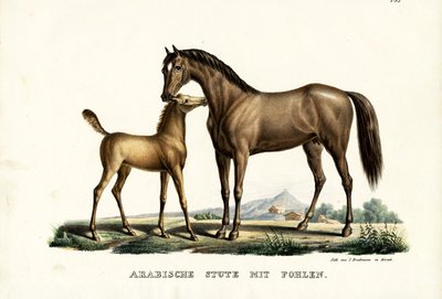 Arab Horse With Fowl by Karl Joseph Brodtmann