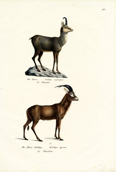 Chamois by Karl Joseph Brodtmann