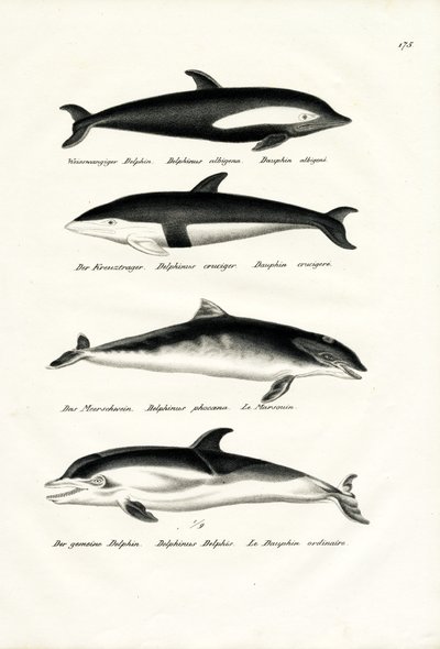 Different Kinds Of Dolphins, 1824 by Karl Joseph Brodtmann