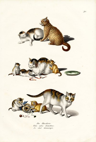 Domestic Cats by Karl Joseph Brodtmann