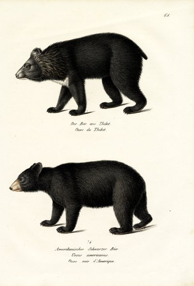Himalayan Black Bear by Karl Joseph Brodtmann