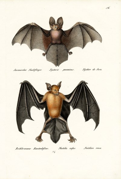 Hollow-Faced Bat, 1824 by Karl Joseph Brodtmann