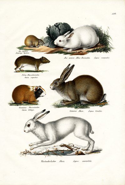 Ogotona Hare, 1824 by Karl Joseph Brodtmann