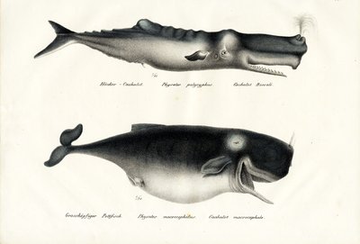 Sperm Whales by Karl Joseph Brodtmann