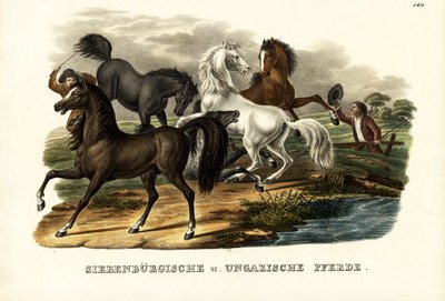 Transylvanian and Hungarian Horses (1824) by Karl Joseph Brodtmann