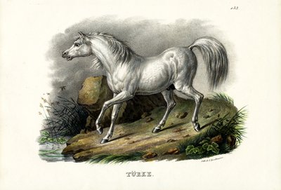 Turkish Horse, 1824 by Karl Joseph Brodtmann