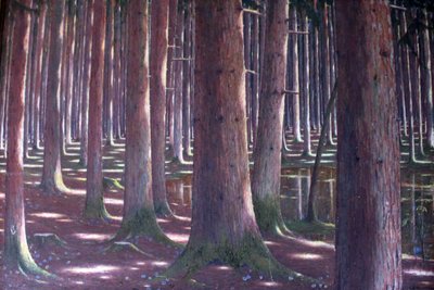 Spruce forest by Karl Lambrecht