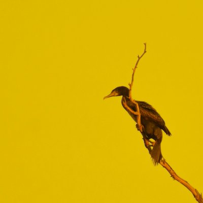 Hanging On (looking left) by Katha Wood