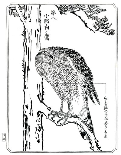A hawk by Kawanabe Kyosai