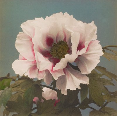 Tree Peony by Kazumasa Ogawa