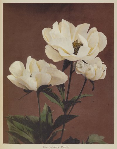 Herbaceous Peony by Kazumasa Ogawa