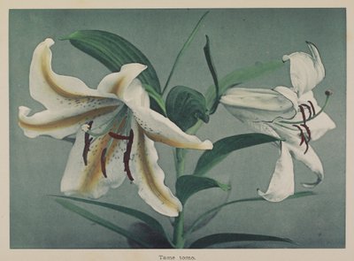 Lily by Kazumasa Ogawa